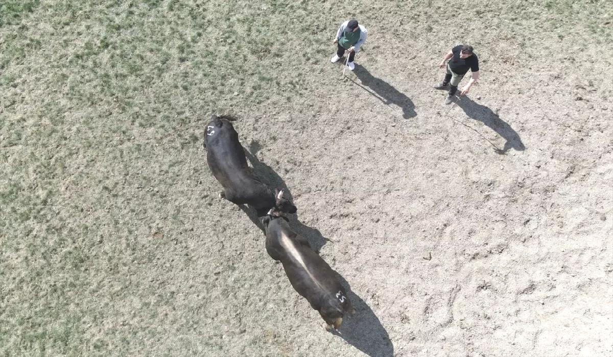 Yusufeli Boğa Güreşleri Coşkuyla Tamamlandı