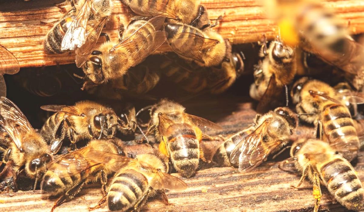 Çin’in yeni silahı: Uzaktan kumandalı casus arılar