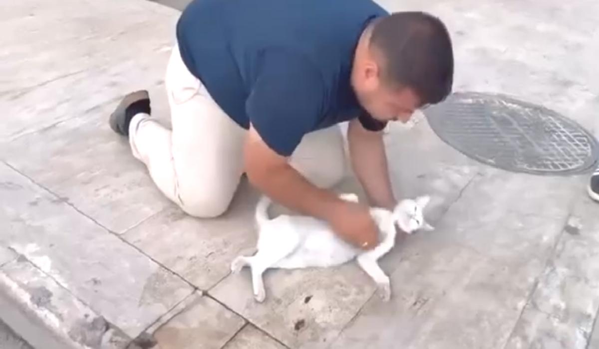 Niğde’de otomobilin çarptığı kediyi suni teneffüs ve kalp masajı ile kurtarmaya çalıştı