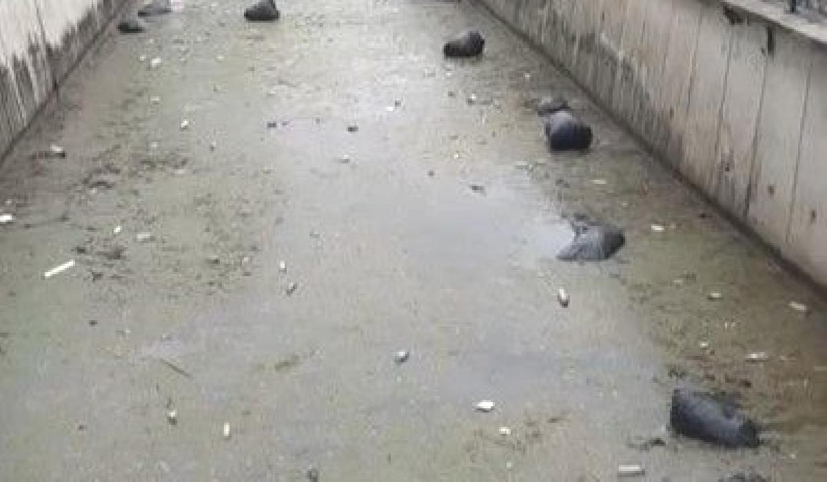 Gemlik körfezi çöplüğe döndü