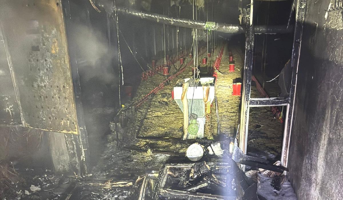 Tavuk çiftliğinde yangın çıktı, 5 bin civciv öldü