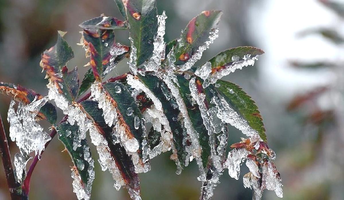 Üreticilere toplam 22 milyar 946 milyon lira zirai don desteği