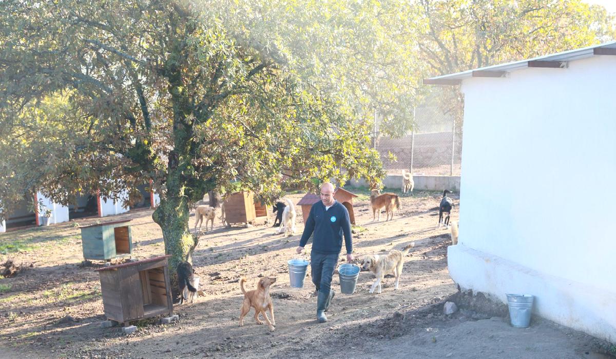 Manisa’da sahiplendiği köpekleri terk etti