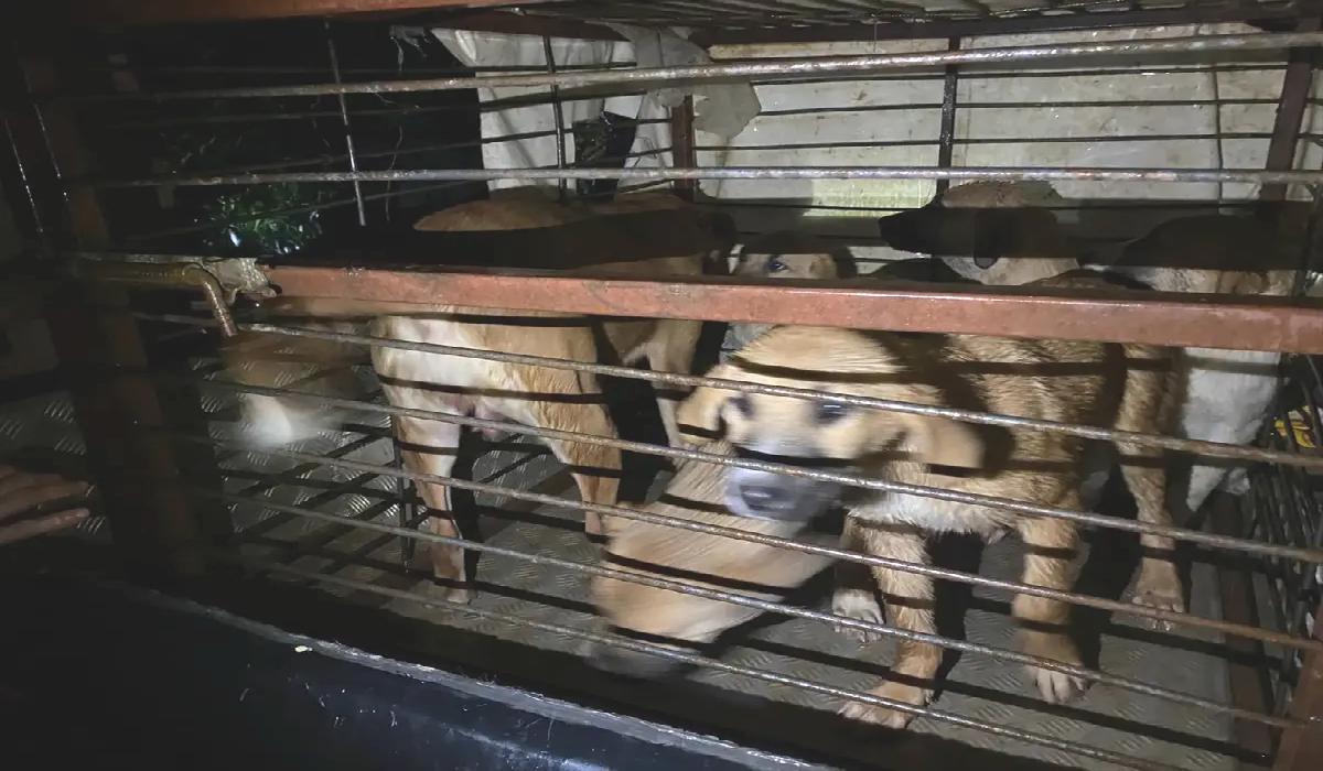 Serik’te Su Baskını: 27 Köpek Kurtarıldı